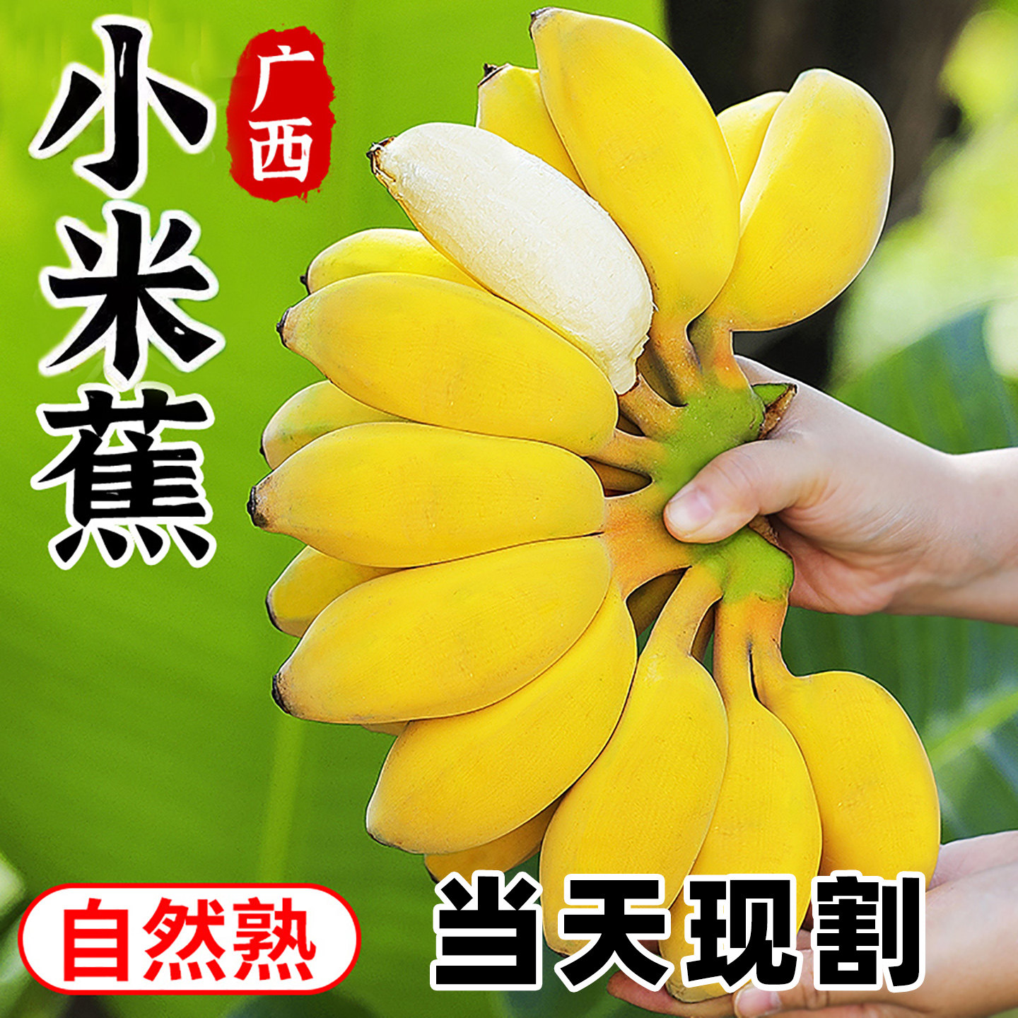 广西小米蕉5斤新鲜水果包邮现摘小香芭蕉苹果蕉甜香蕉整箱自然熟9