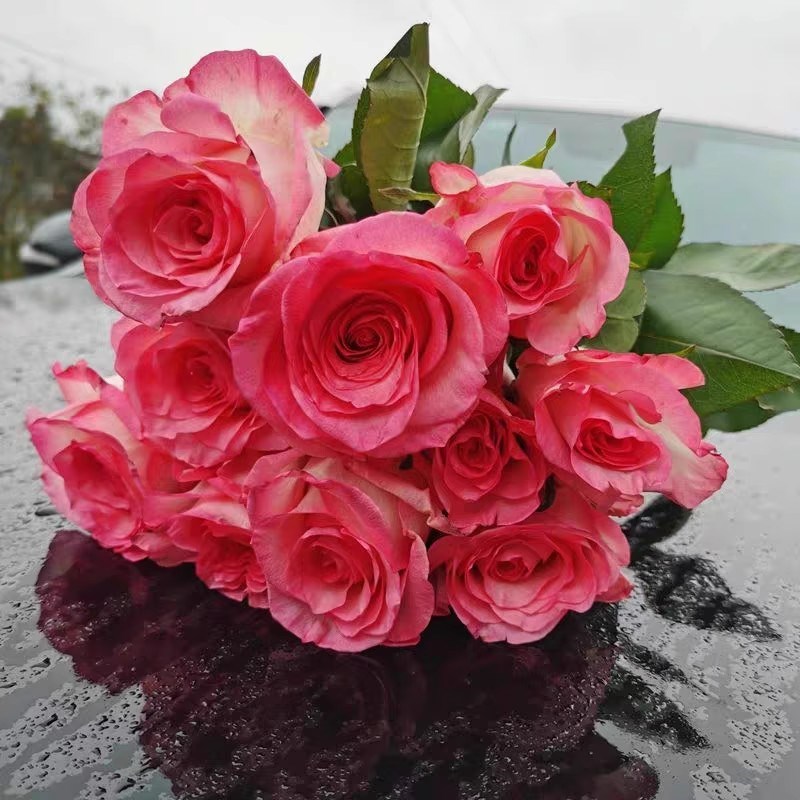 林荫大道月季 玫瑰切花月季花苗大花 林荫大道 /武媚娘四季开花