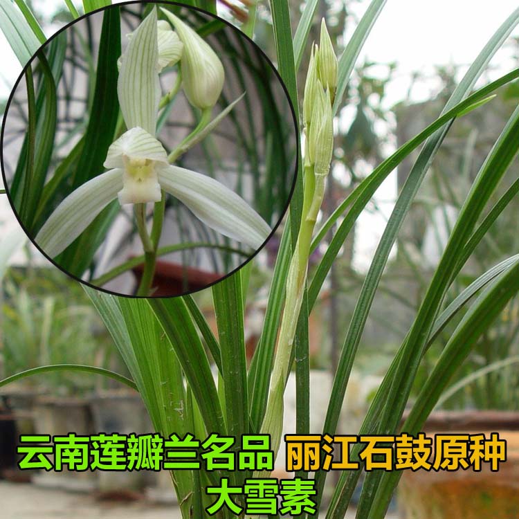 村村寨寨之云南传统莲瓣兰u花名品大雪素(丽江石鼓种)两苗起售