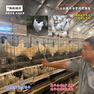 受精种蛋可孵小鸡高受精出壳率江山白蓝耳乌骨鸡母鸡抱窝亲子活动