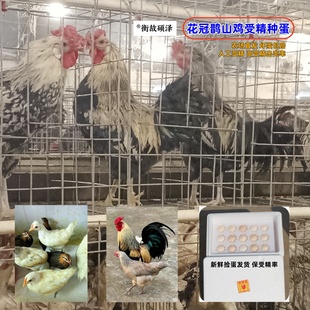 花冠鹊山鸡受精种蛋母鸡抱窝能孵小鸡新鲜捡蛋发货高受精出壳率彩