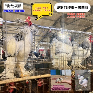 婆罗门鸡蛋可食用可孵化小鸡农场新鲜捡蛋发货人工受精高出壳包邮