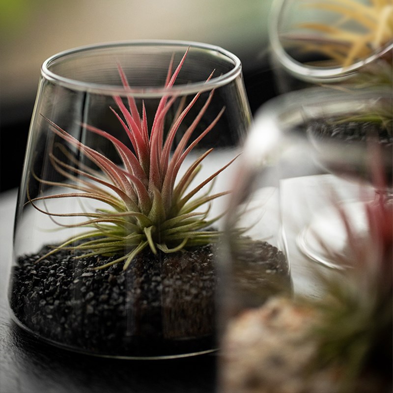 空气凤梨无土植物小盆栽室内桌面创意趣味绿植办公室摆件盆景好养