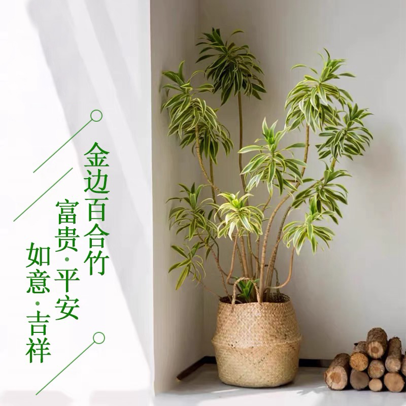 金边百合竹大盆栽室内客厅绿植净化空气老桩百合竹北欧风网红植物