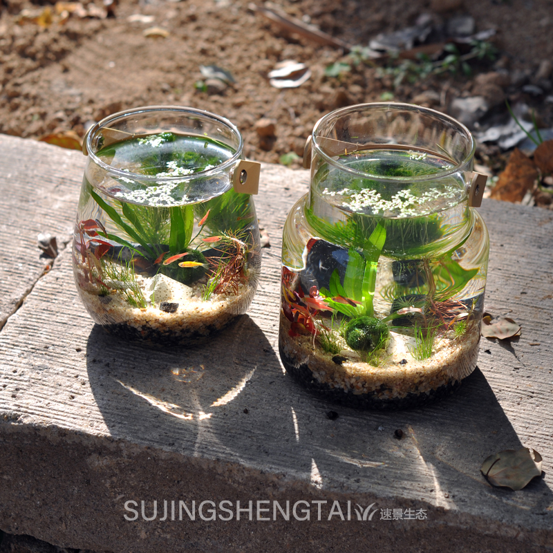 生态瓶水草小鱼缸玻璃办公桌面微景观生日情侣礼物DIY作业免换水