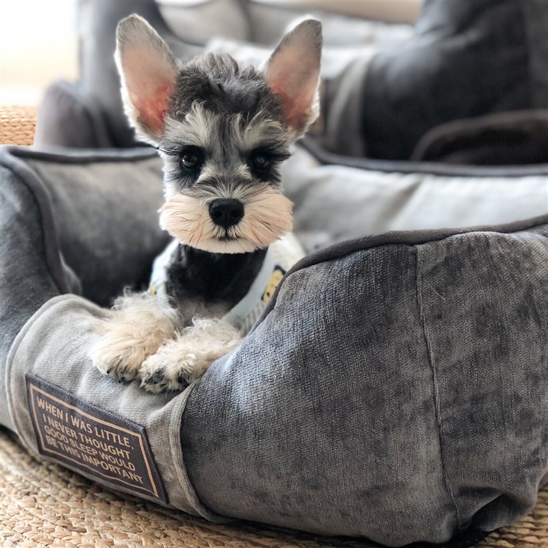 四季全可拆洗狗窝雪纳瑞冬季窝垫狗垫猫窝耐脏中小型宠物狗床加厚