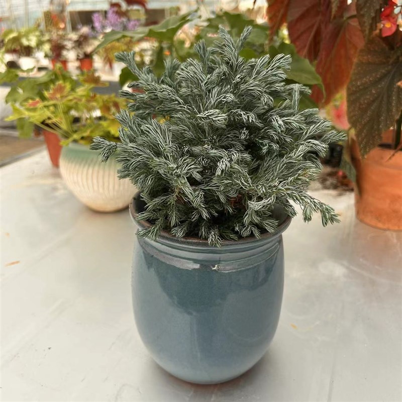 耐寒蓝湖柏蓝色波尔瓦盆栽圣诞节树室内四季常绿耐寒家居观叶植物