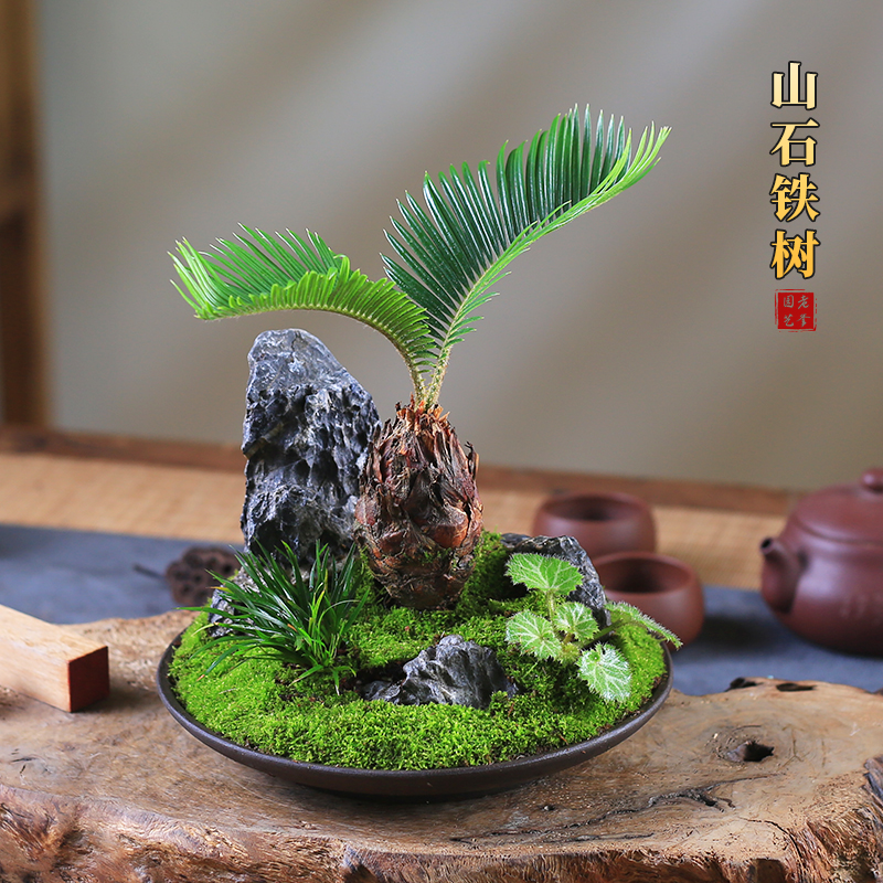 铁树创意造型盆景桌面微型山w水盆栽室内观叶绿植苏铁办公室客厅