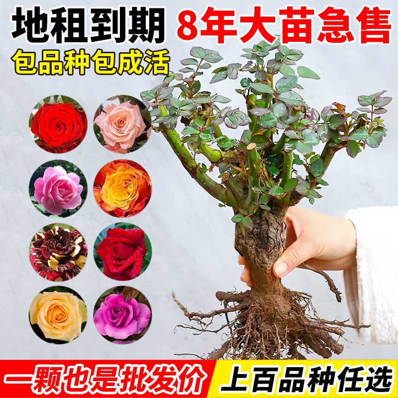 玫瑰花苗老桩四季常开花卉室内阳台盆栽大花月季大花耐寒树苗浓香