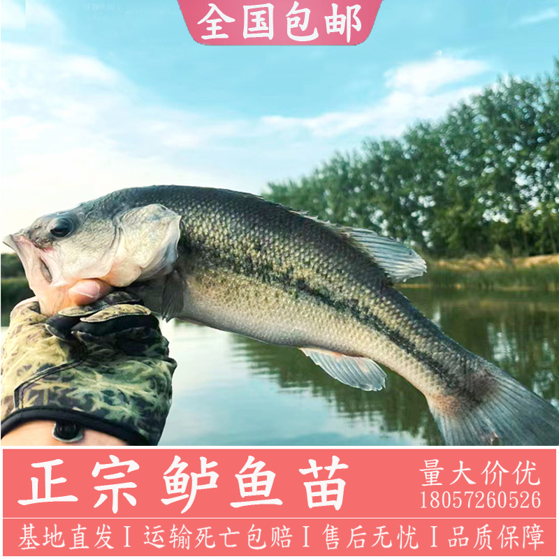 加州鲈鱼苗 淡水培殖食用 鲈鱼苗 大口黑鲈 P路亚鱼苗观赏鱼大规