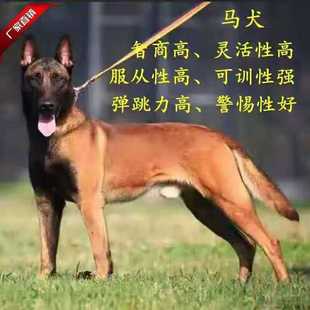马犬幼犬活体纯种马犬军犬警犬科目马犬黑红马犬猎犬W看家护院狼
