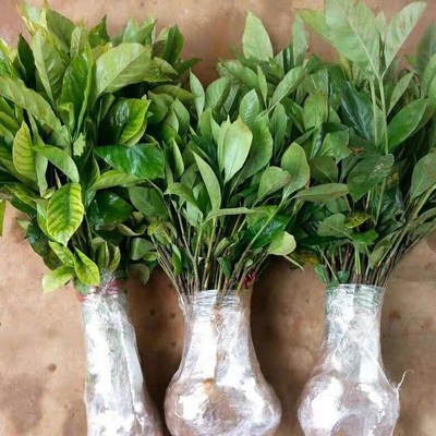 栀子花树苗小苗浓香型大小叶地栽盆栽牡丹栀子阳台庭院绿植枝枝花
