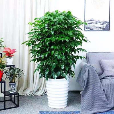 丛生独杆幸福树盆栽大型绿植花卉树盆栽室内客厅办公室植物盆景