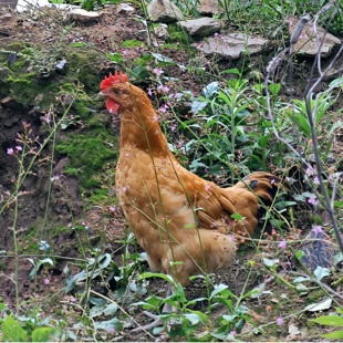 资丘飞鸡农家散养老母鸡走地鸡长阳深山散养新鲜现杀生鲜鸡整只