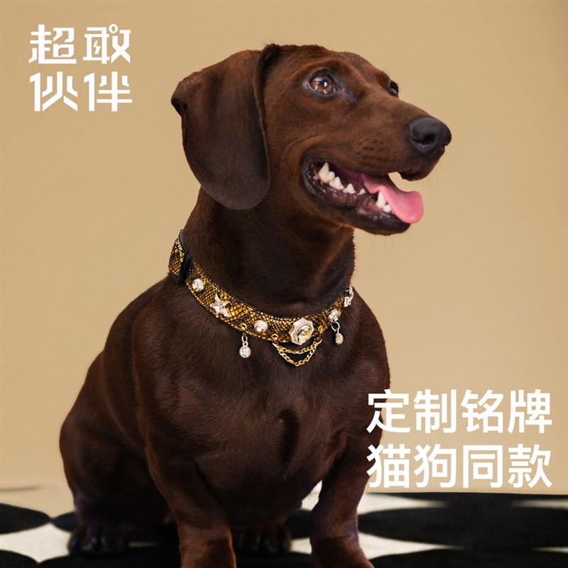 【超敢伙伴】吻金灵蛇重工设计款宠物项圈阿比中小幼型犬猫通用