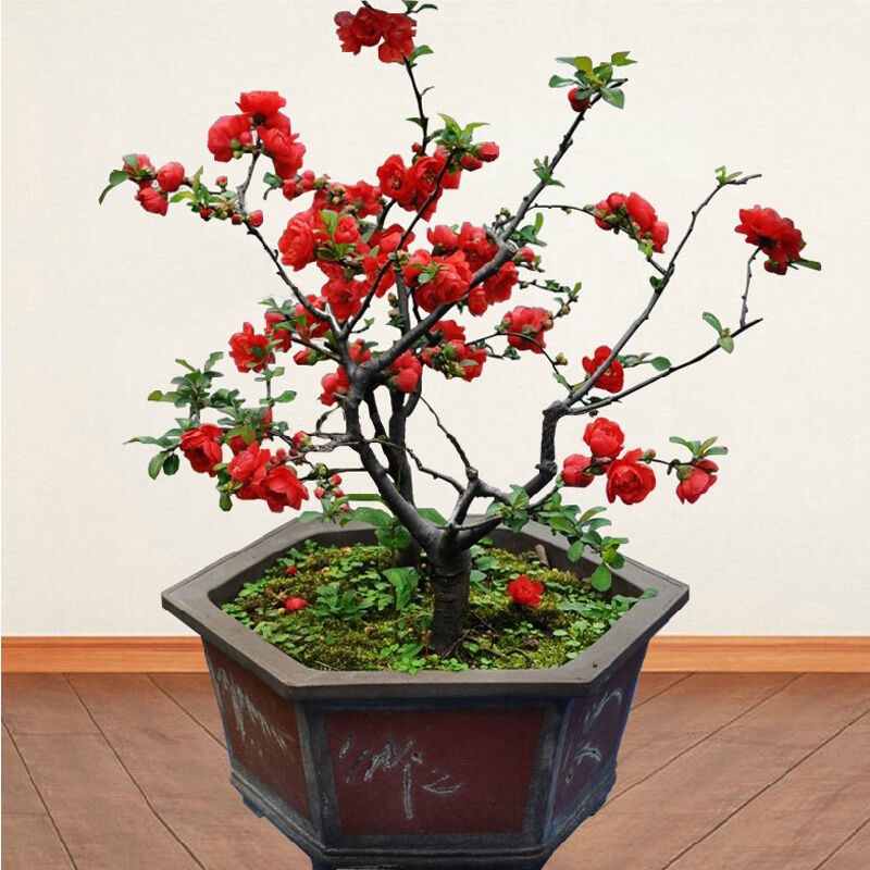 名贵花卉 长寿冠海棠花盆景盆栽 带花苞 耐寒 阳台庭院花卉植物
