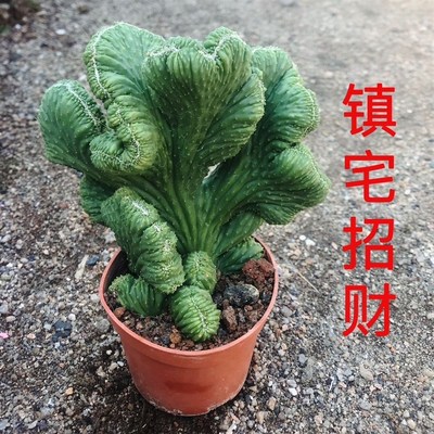 超大山影五指山仙人掌多肉植物桌面美观花卉盆栽绿植盆景防辐射