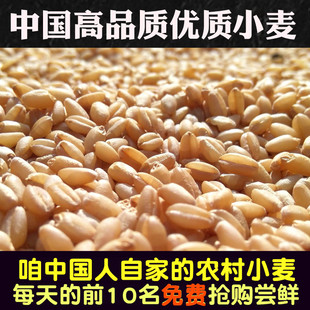 小麦种子带皮小麦粒煮粥食用磨面药引麦芽糖酿酒猫草种子宠物口粮