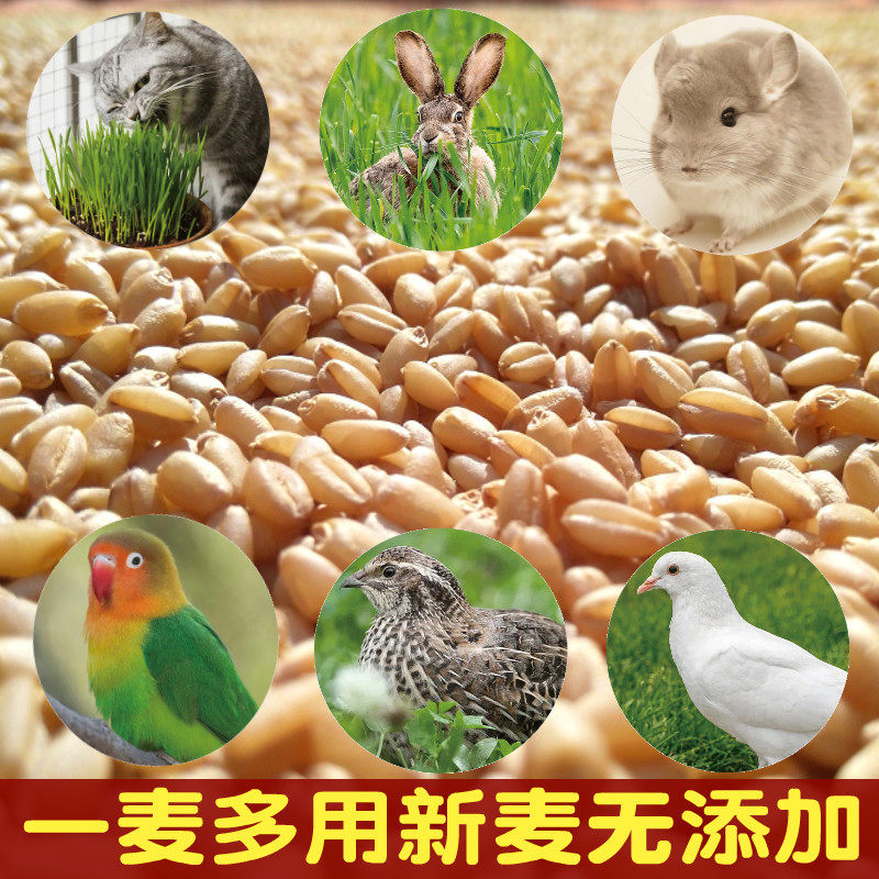 小麦种子带皮小麦粒煮粥食用磨面药引麦芽糖酿酒猫草种子宠物口粮