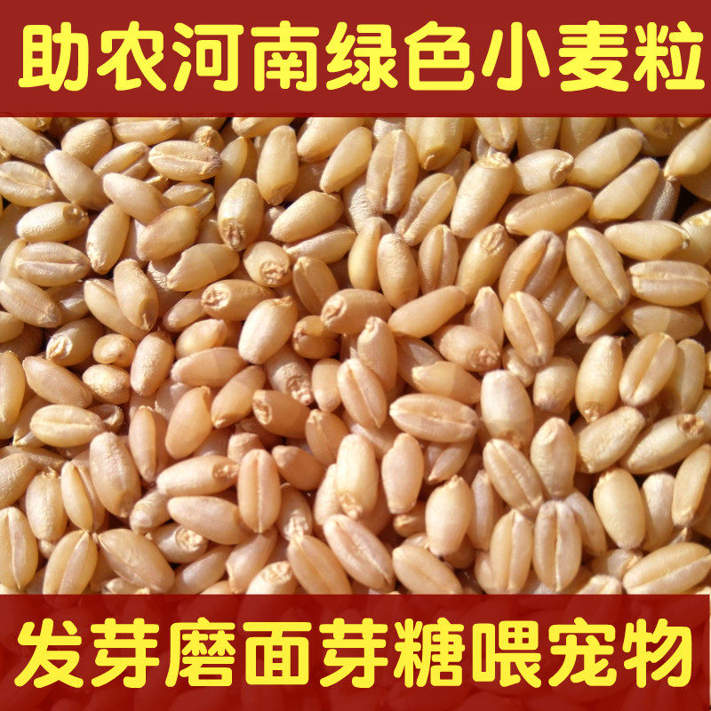 河南小麦种子小麦粒新麦猫草种子自种水培磨面新鲜小麦喂鸟鸽宠物