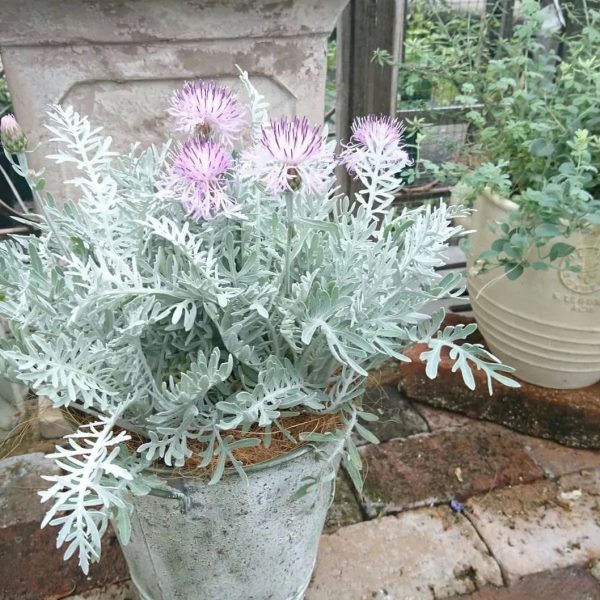 银叶粉花矢车菊多年生宿根植物银灰色调观花观叶庭院花园线性植物
