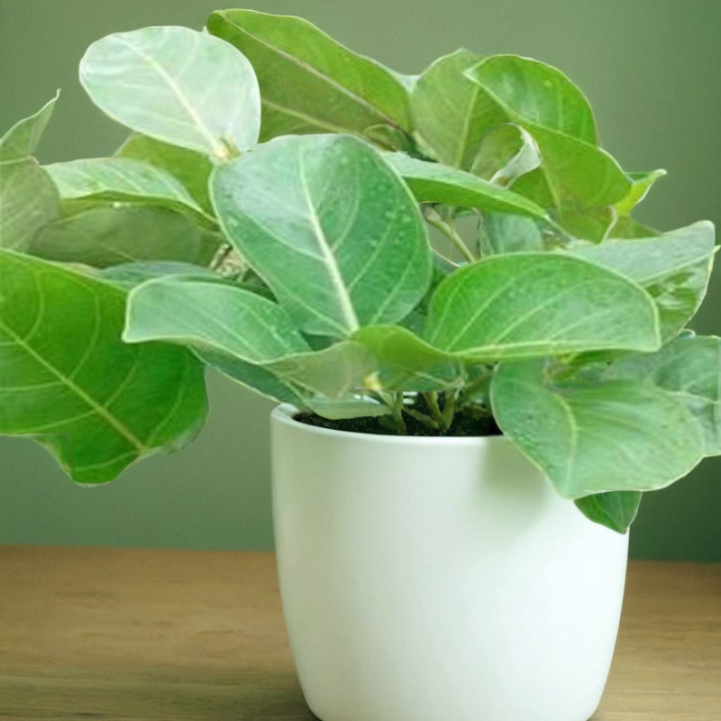 大叶榕树苗高山榕苗菠萝蜜苗耐寒榕树塑料观赏盆景苗当年结果绿植