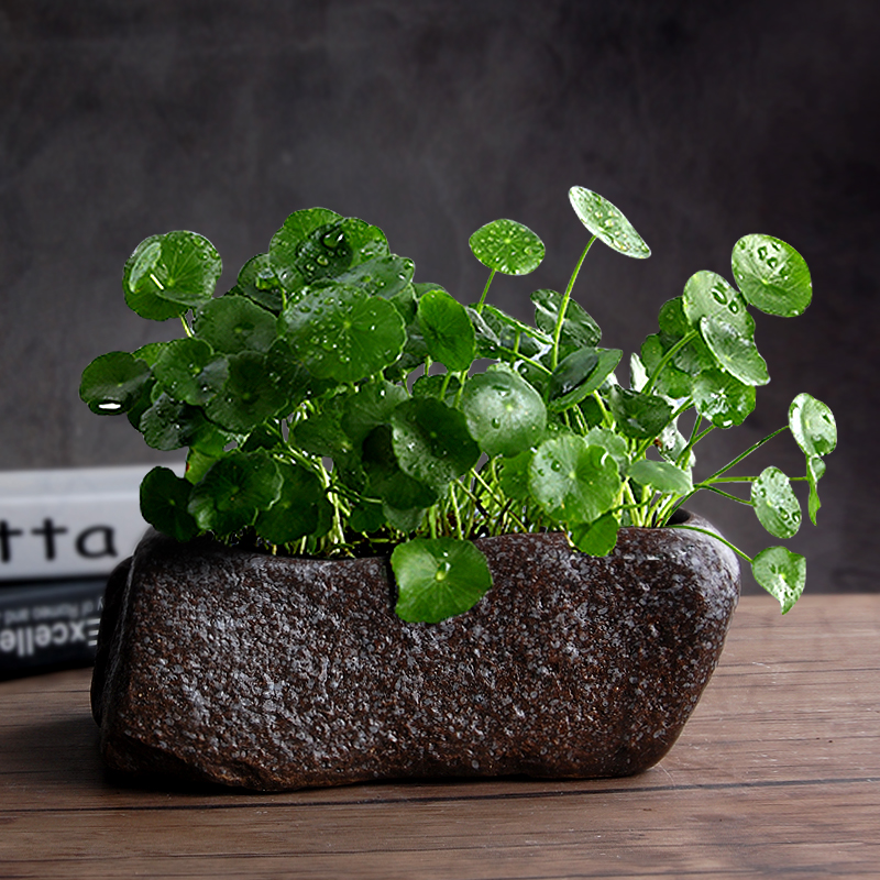 多肉植物花盆陶瓷水培花盆养鱼缸无孔绿植铜钱草绿萝碗莲花盆大号