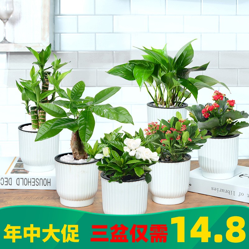 富贵竹盆栽室内水培文竹虎皮兰盆景除甲醛植物发财树绿萝花卉绿植