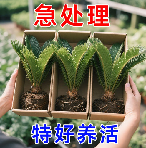 【急处理】铁树盆栽室内外客厅四季耐寒盆景铁树庭院别墅绿化树苗