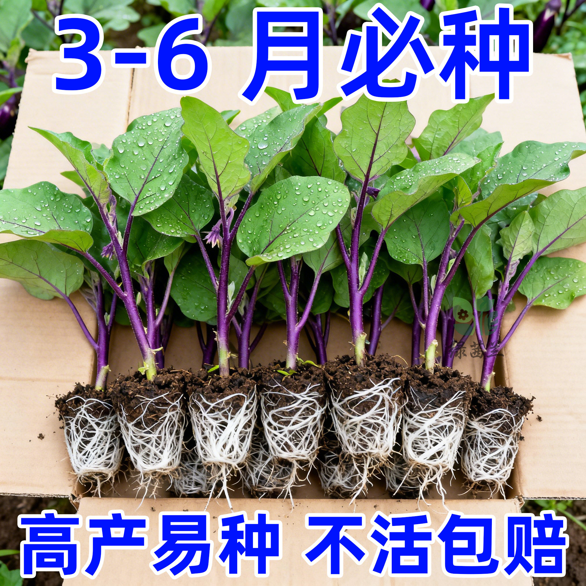 山东寿光杭茄1号香糯茄子种子