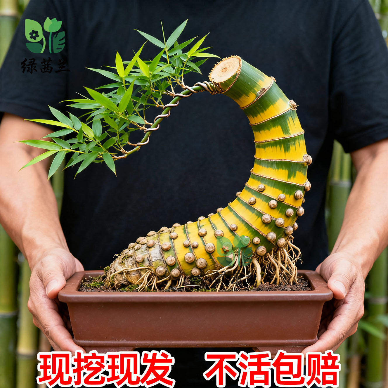 小叶簕竹根苗盆景勒竹老桩室内茶室竹子四季常青生桩富贵盆栽,鲜花速递/花卉仿真/绿植园艺,造型盆景,淘宝优惠券,粉丝福利购,淘宝优惠卷