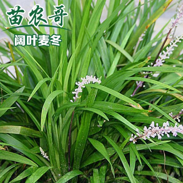 阔叶麦冬【一袋装可以铺8-10平方】四季常绿耐寒庭院绿化地被植物