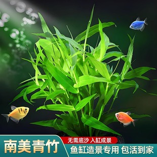 鱼缸水草植物造景制氧养鱼阴性火山石南美青竹摆件免打理无需底沙