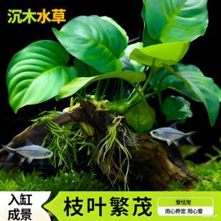 沉木水草鱼缸专用生态造景好养易活淡水免打理制氧净化水质的水榕