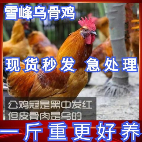 一斤正宗纯种雪峰乌骨鸡苗大种黑乌骨鸡活苗下蛋乌鸡活体小鸡幼苗