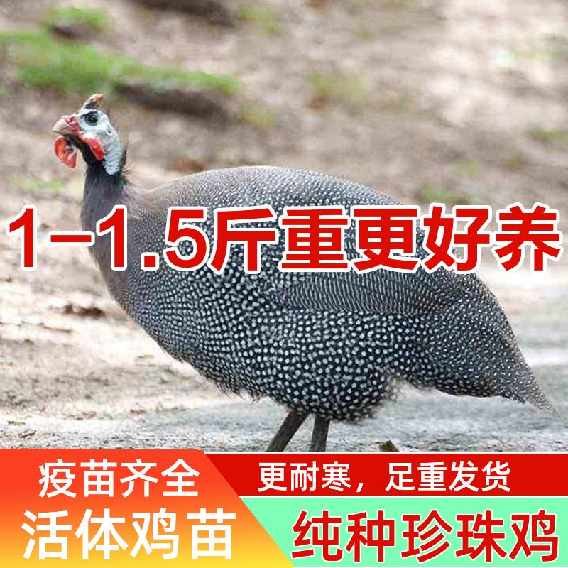 正宗农家散养1一斤纯种珍珠鸡活苗真珠鸡温珍珠鸡活大型观赏鸡苗