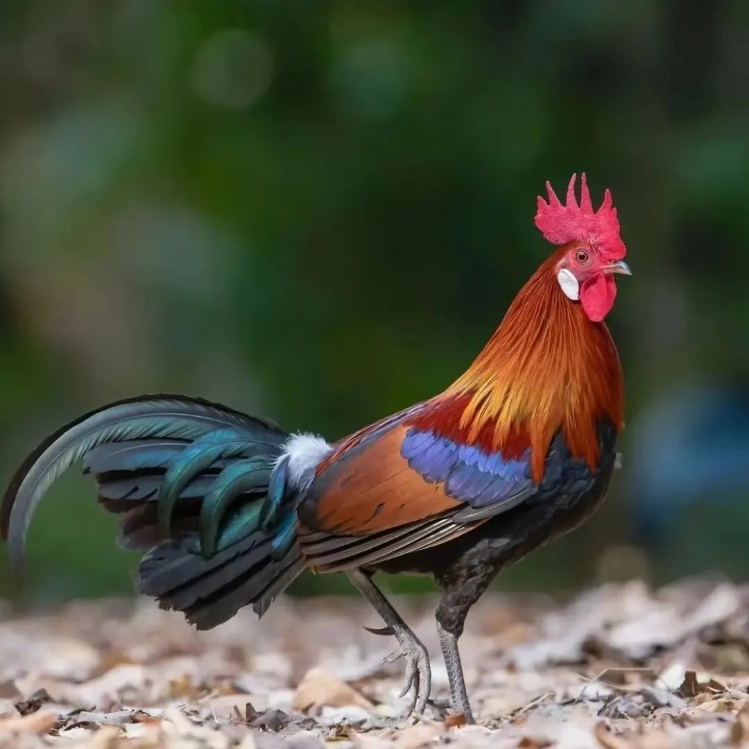 纯种云南矮脚茶花鸡幼苗活苗小鸡白耳红耳二代原鸡半斤左右半大鸡,畜牧/养殖物资,鸭苗/种鸭/种蛋/受精蛋,淘宝优惠券,粉丝福利购,淘宝优惠卷