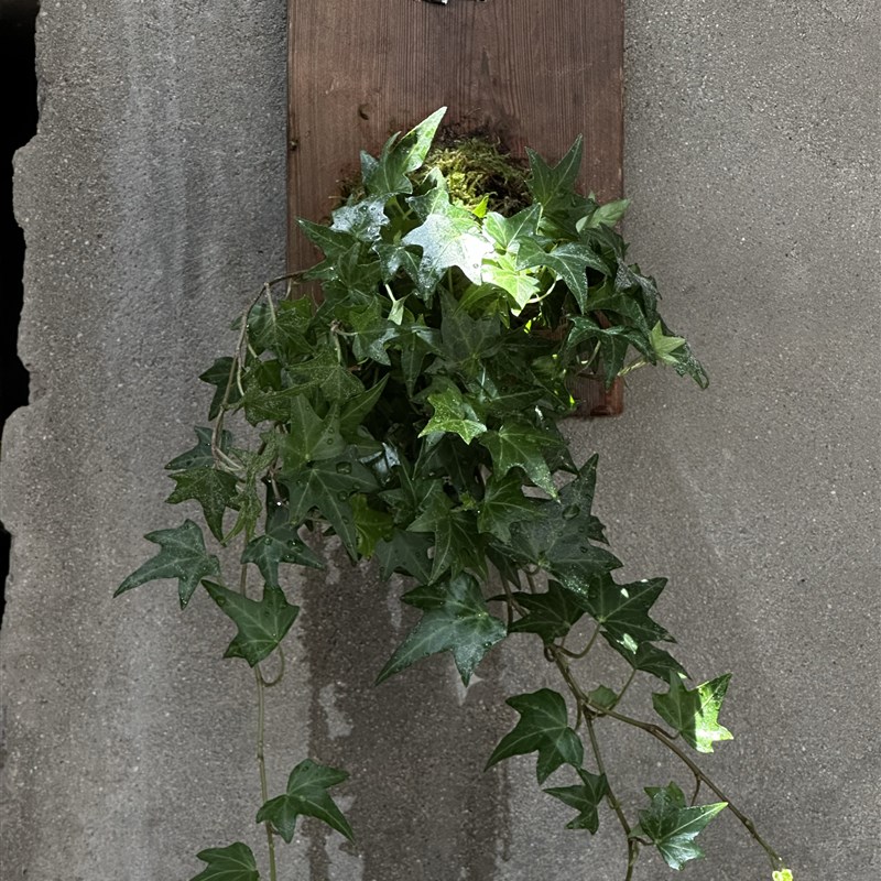 常春藤爬藤绿植四季长青植物庭院阳台攀援花卉常青藤苗四季不落叶