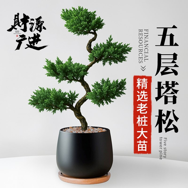 迎客松真树盆景摆件老桩树苗五层塔松室内盆栽客厅室内桌面绿植物