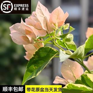 开花嫁接 马斯三角梅高飘阳台庭院观赏绿植棒棒糖老桩爬藤原生四季