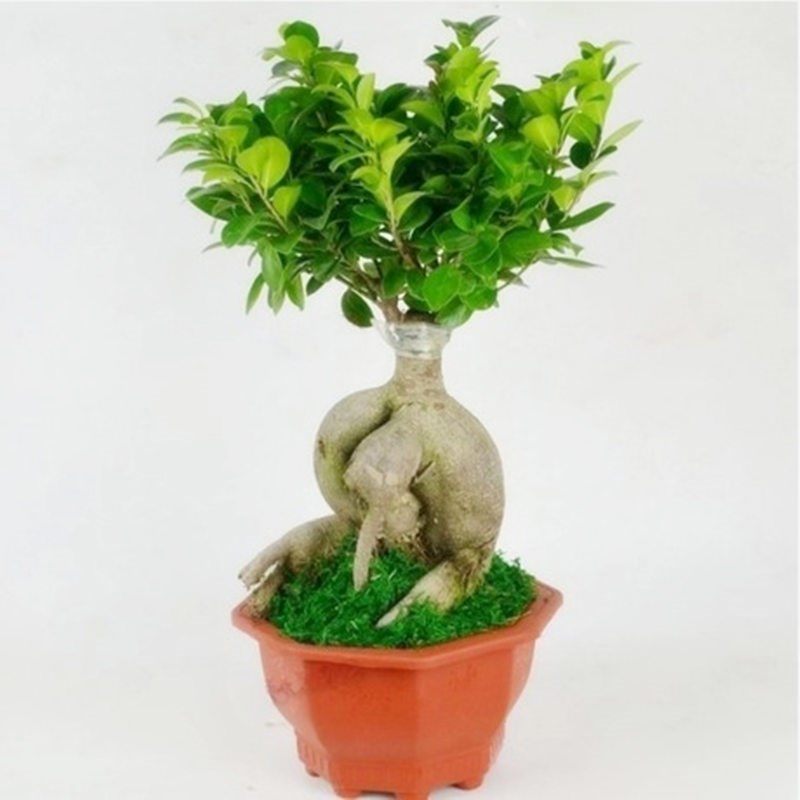 四季常青新款耐寒造型树桩盆景苗室内植物人参榕小叶榕树盆栽绿植
