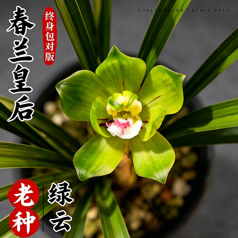 香韵兰花苗 春兰皇后 老种绿云现带浓香花苞出售好养花卉盆栽绿植