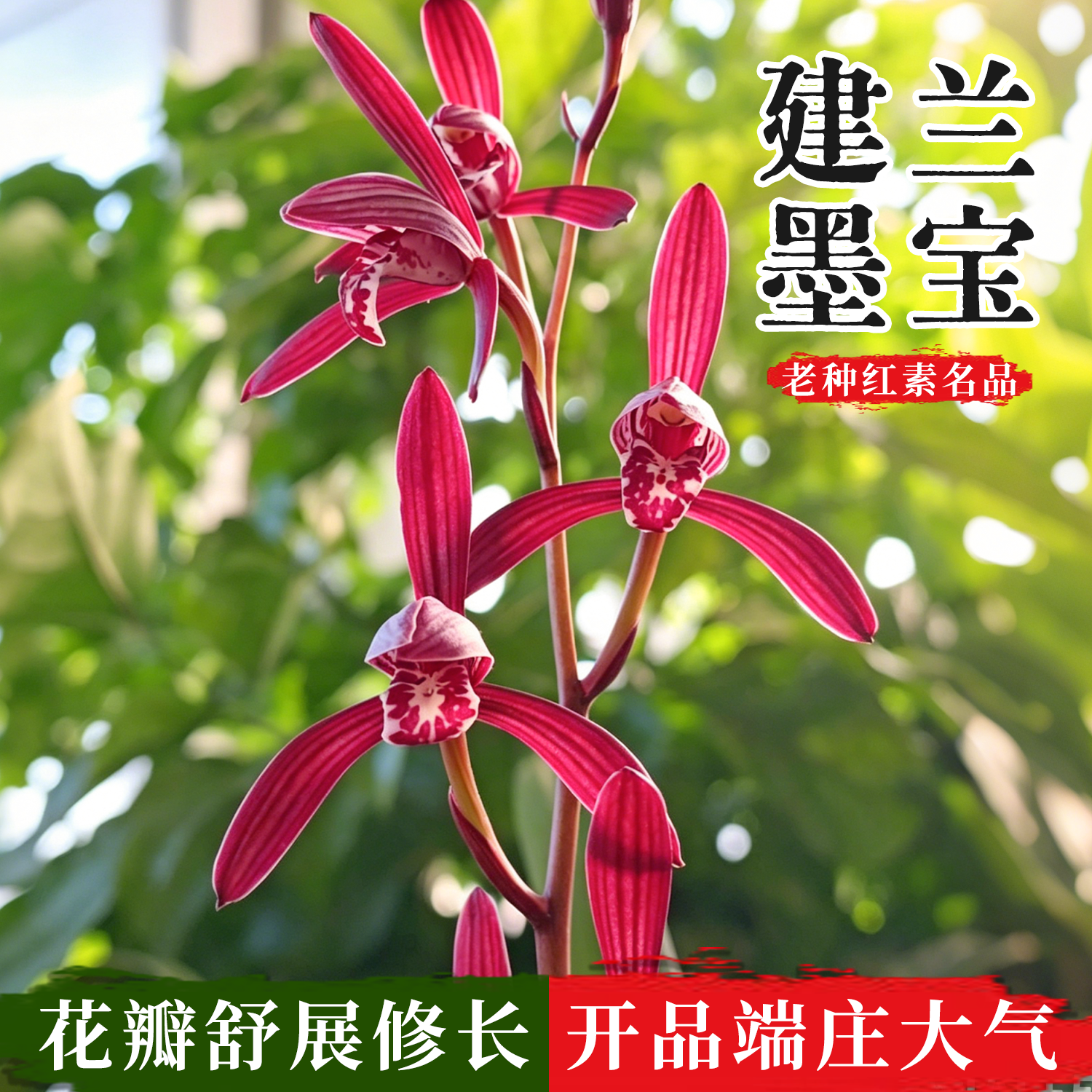 香韵兰花苗高档色花墨宝建兰三剑客名品夏带花苞出售好养花卉绿植