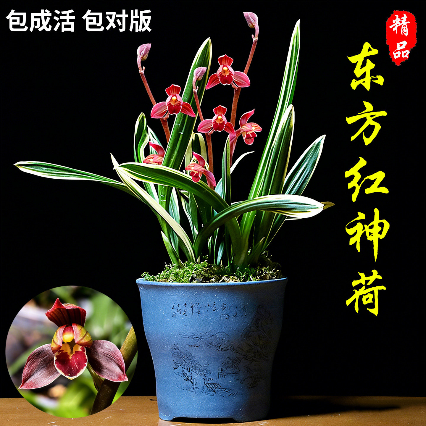 金边矮种兰花苗墨兰东方红神荷