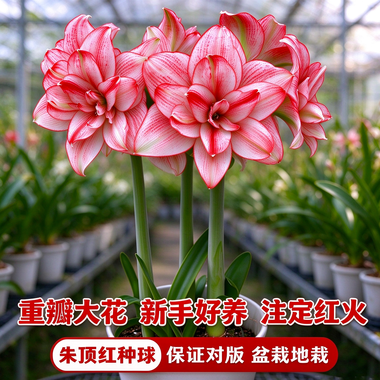 朱顶红西瓜酒重瓣种球四季好养花