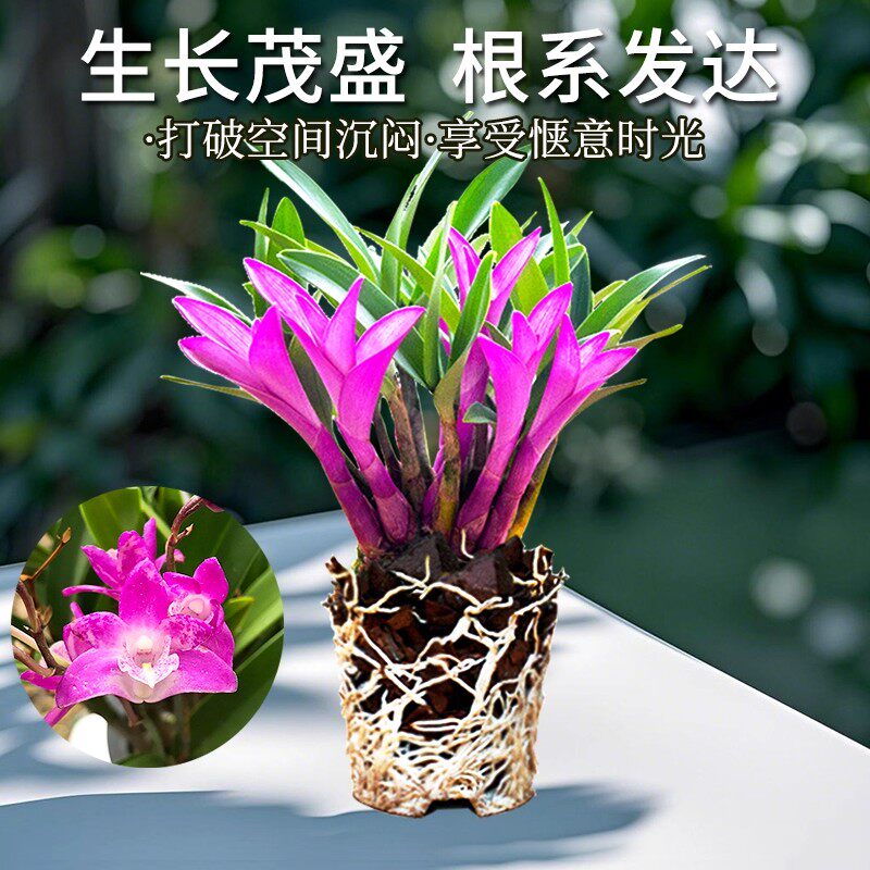 七彩香水石斛兰花现带花图片