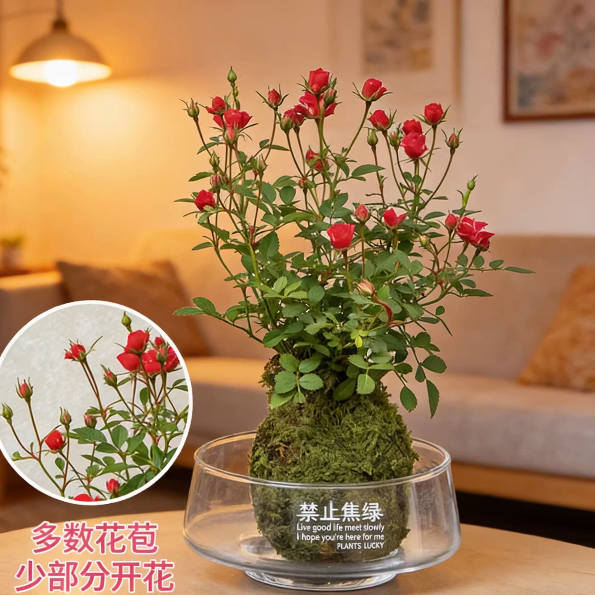 【带花带盆】迷你超微姬月季苔藓球四季好养花卉阳台桌面绿植盆栽