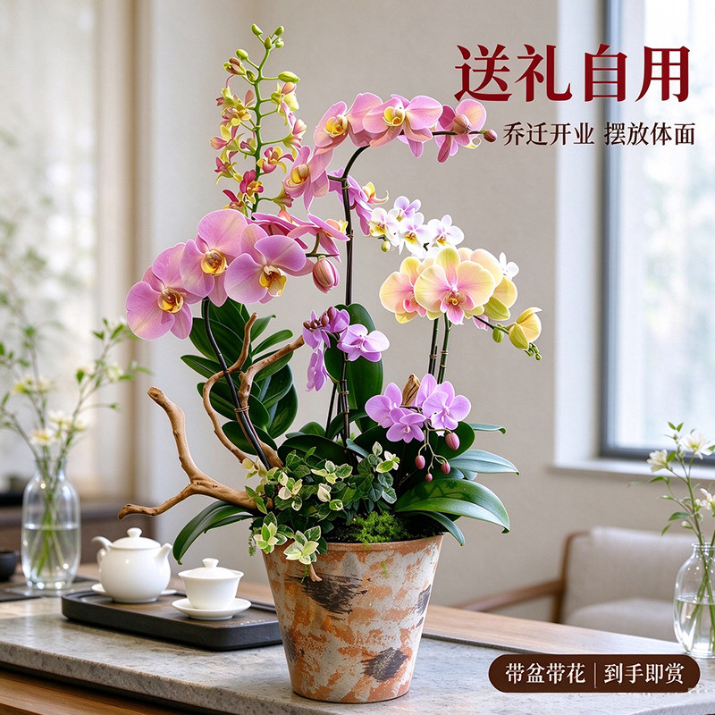 双色蝴蝶兰带花年宵花卉好养兰花