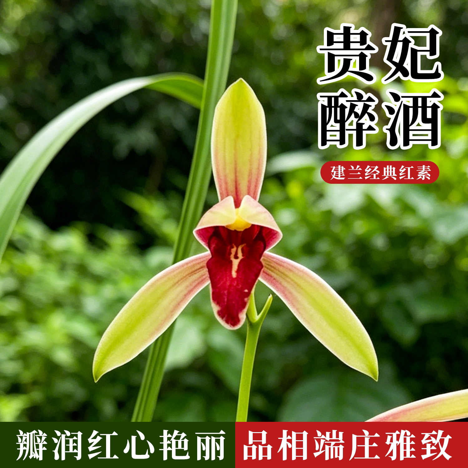 建兰色花红舌佳品贵妃醉酒兰花苗