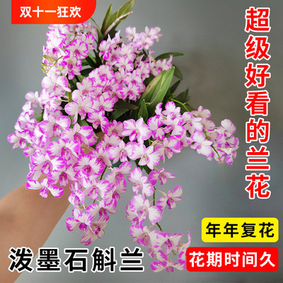 现带花苞泼墨石斛盆栽秋石斛兰花